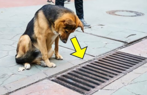 The Dog Looked Into The Storm Drain Every Day, And When It Was Opened – PEOPLE Were Sh0cked!