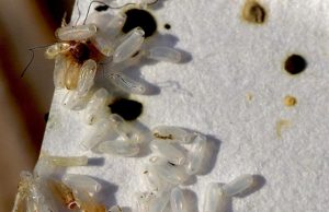 I thought it was just rice, but the truth turned out to be much worse