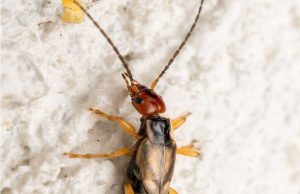 Help! My 8-year-old was bitten by this strange bug, and I’m really worried. My sister-in-law nearby has seen similar ones. Any idea what it is?