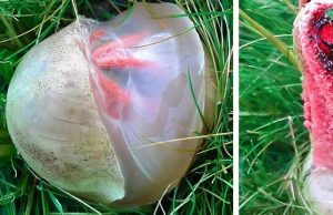 In the yard I found a slimy, reddish creature that emanated an unpleasant smell: I was horrified when I realized that it was