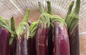 Doctors reveal that eating eggplants causes