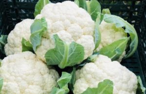 Doctors Reveals That Eating Cauliflower Causes …